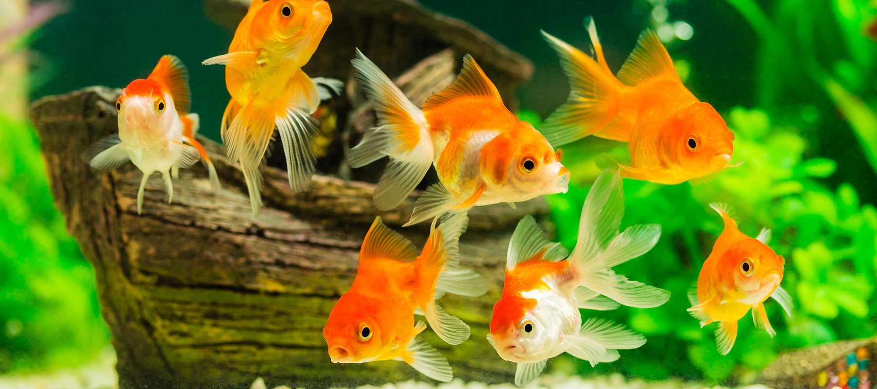 Redwood Aquatics Tropical Fish, Goldfish, Aquariums Garden Ponds