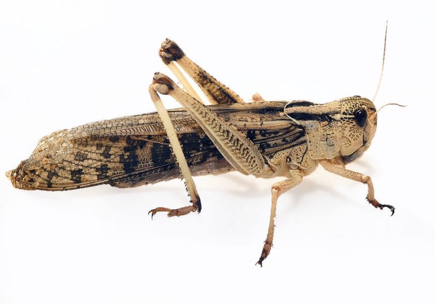 Live Locusts Small 25's Redwood Aquatics