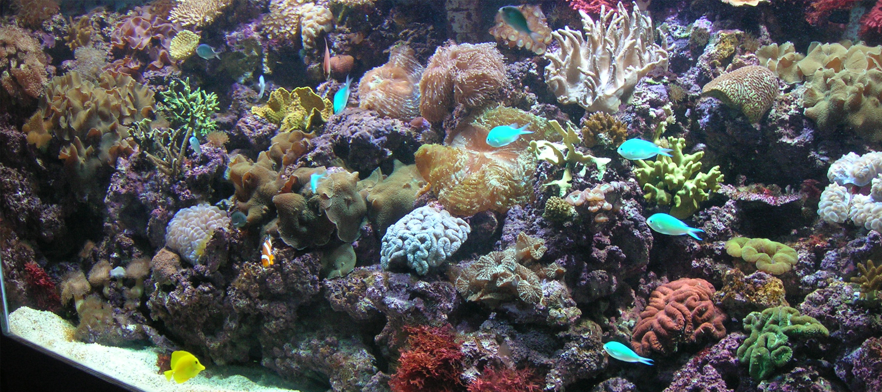 Redwood Aquatics Tropical Fish, Goldfish, Aquariums Garden Ponds