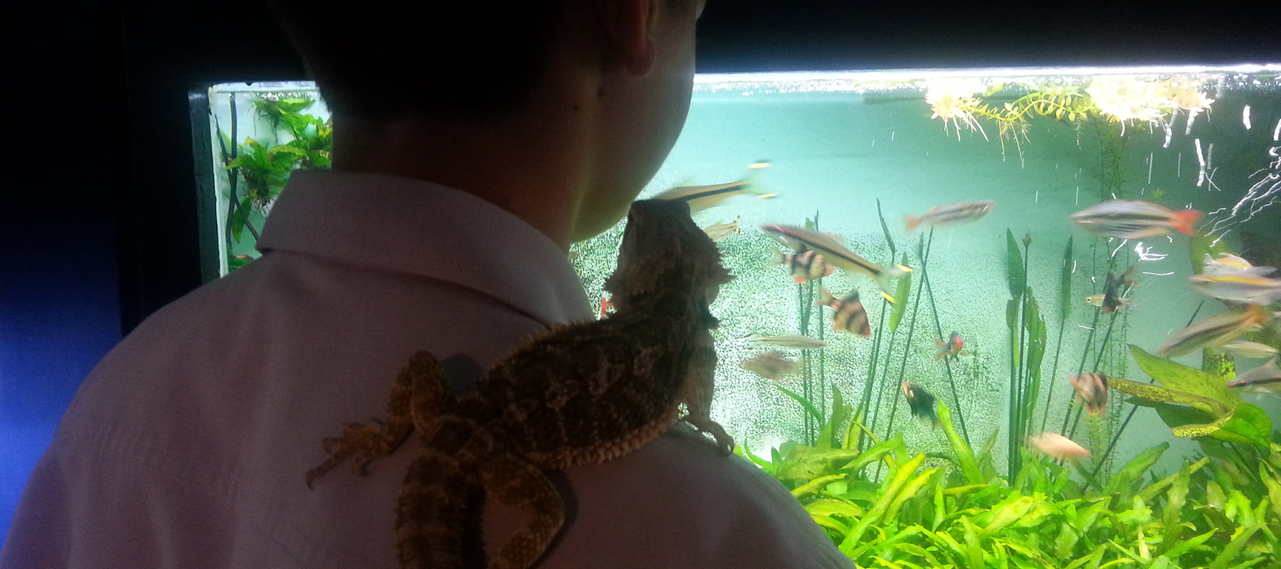 Redwood Aquatics Tropical Fish, Goldfish, Aquariums Garden Ponds