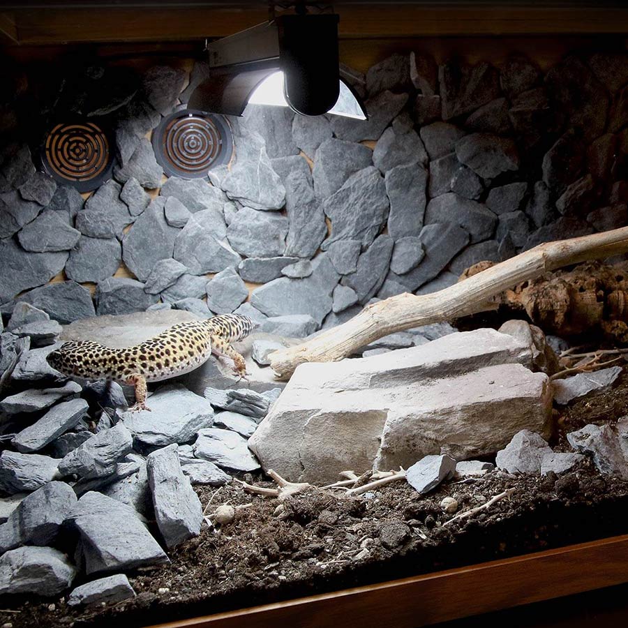 shadedweller-gecko-web